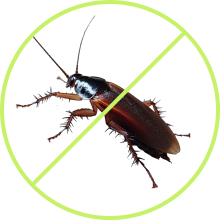 Cockroaches