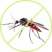Mosquitoes