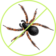 Spiders
