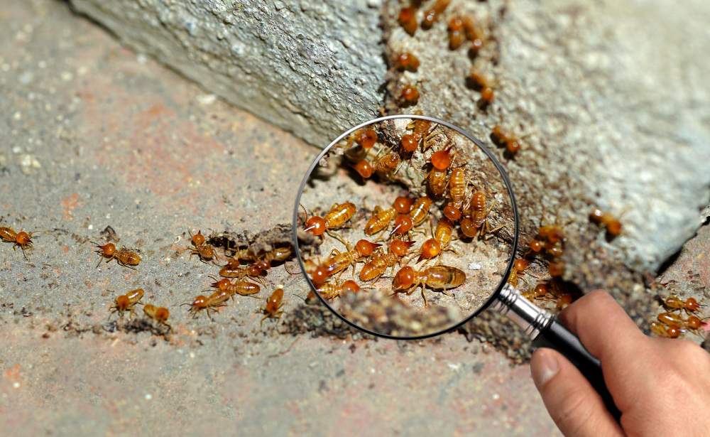 Termite control